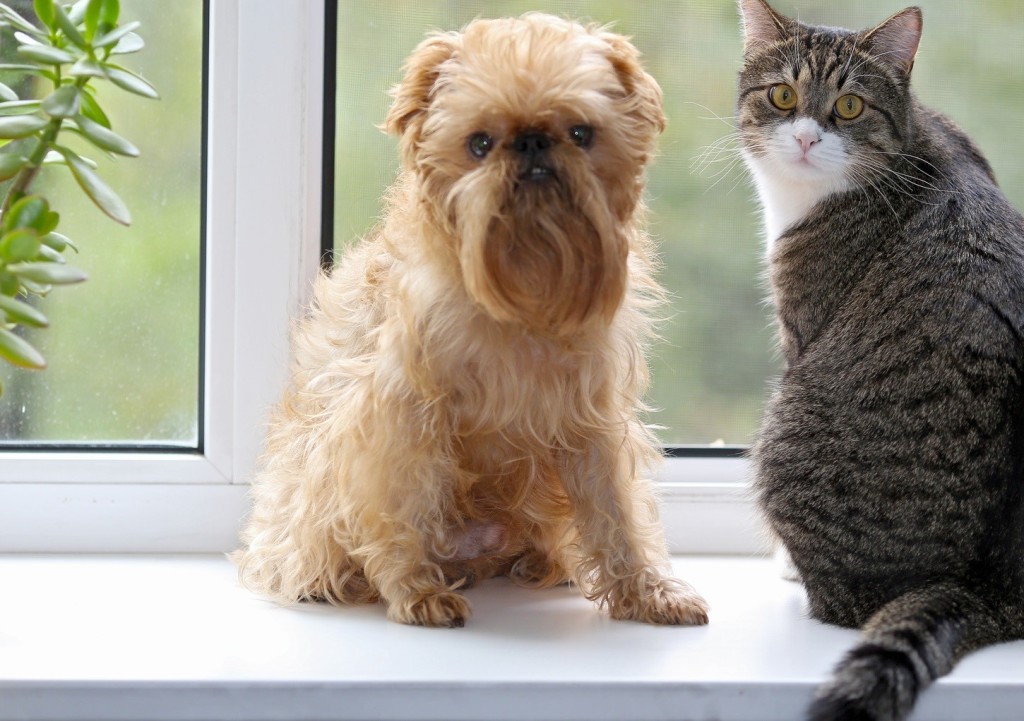 Neutering/Castration of dogs and cats in  Lockeford, CA 